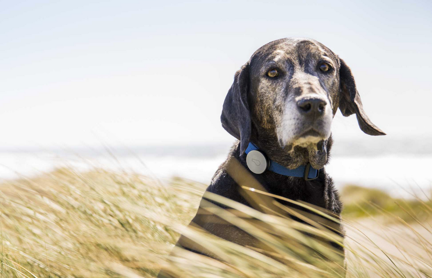 whistle activity monitor offers wearable health tracking for dogs image 1