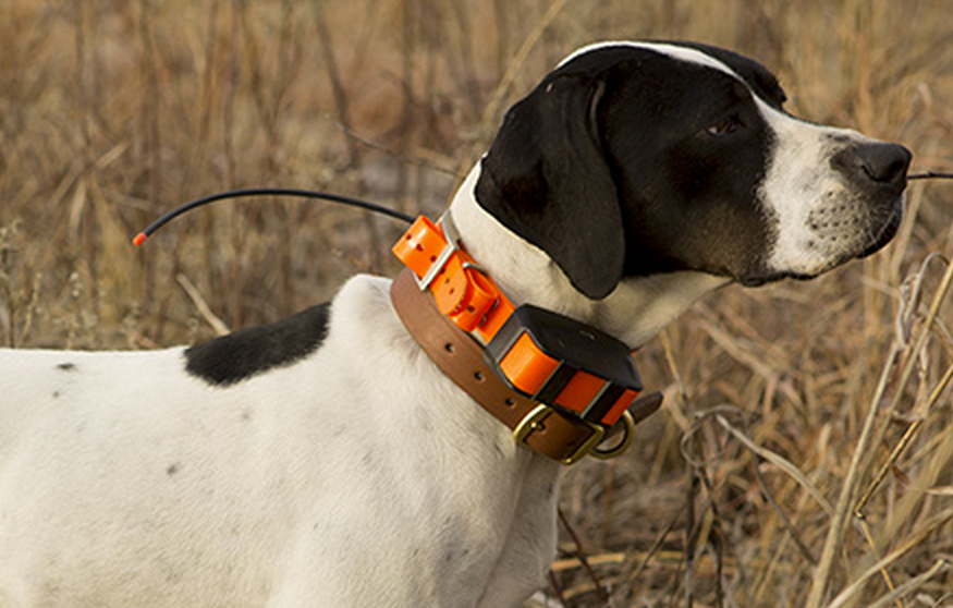 garmin astro dc 50 dog collar launches with bark detection and more robust gps battery life image 1