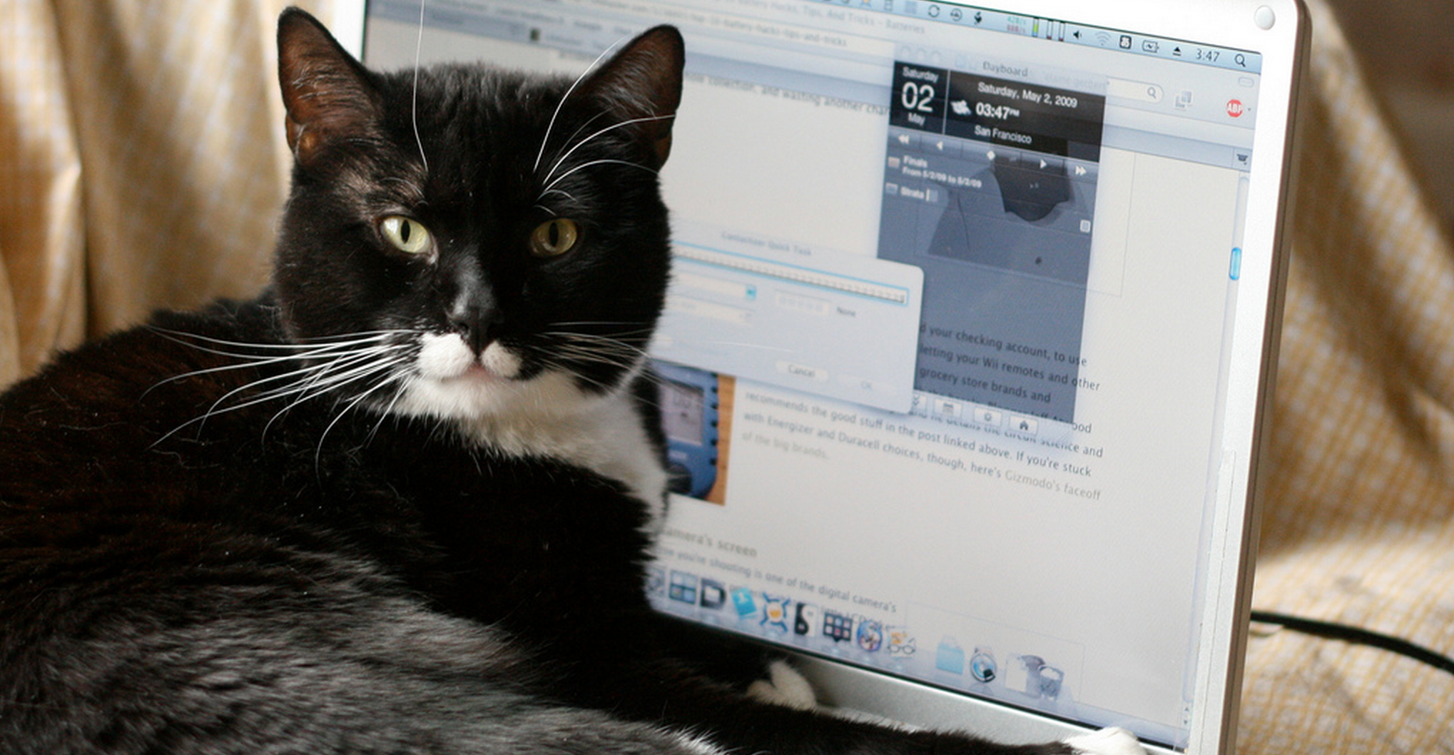dell responds after customers claim laptop smells like cat urine  image 1