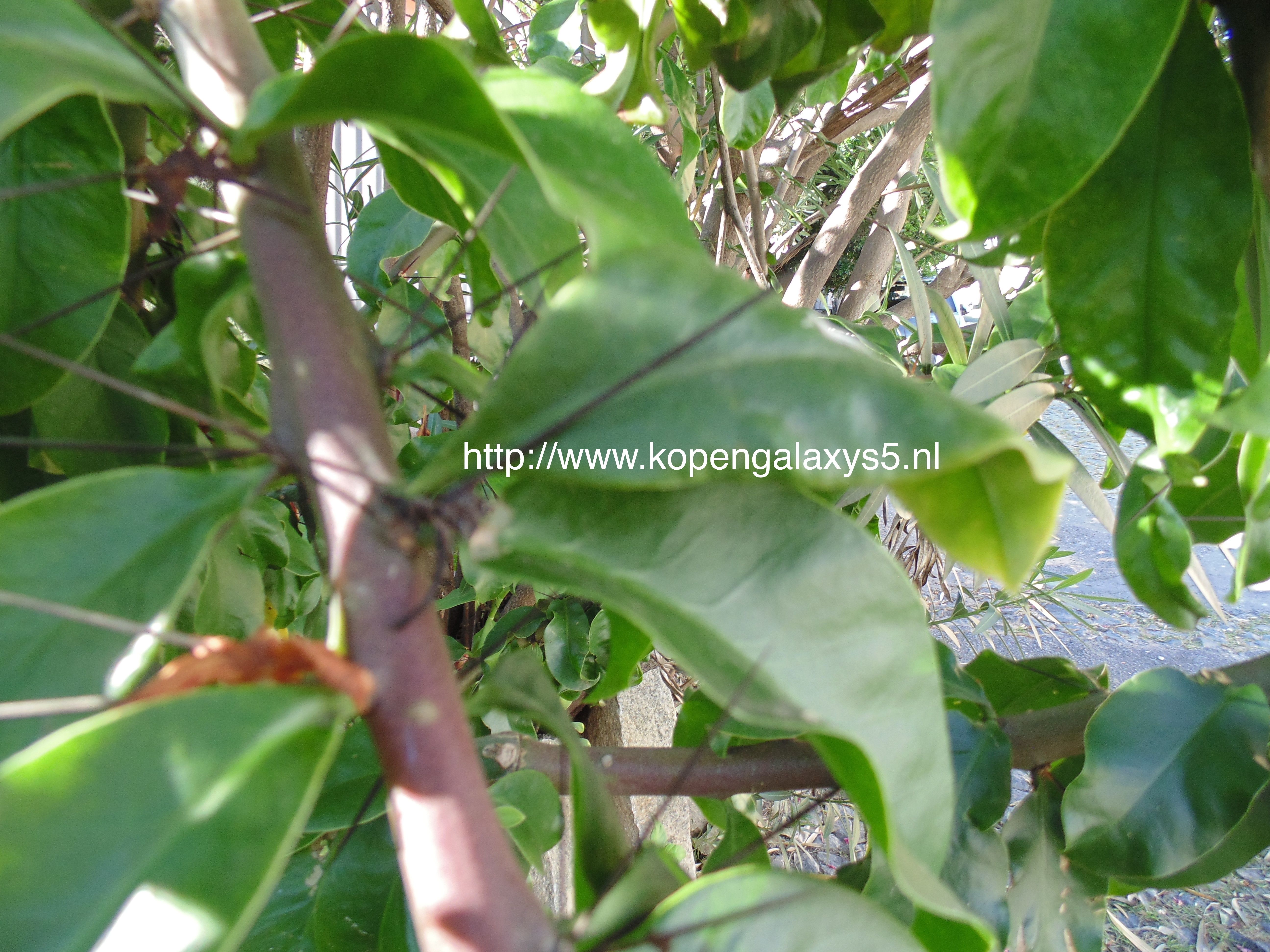 first camera sample from samsung galaxy k zoom appears online image 1