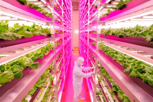indoor led farm grows 2 5x faster than outdoors uses 99 less water and produces 40 less waste image 1
