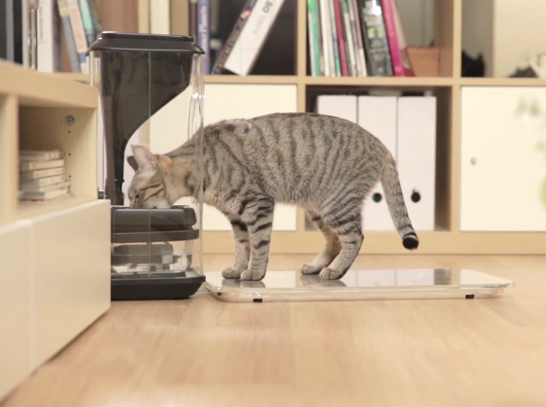 bistro smart feeder can recognise your cat s face and monitor eating habits image 1