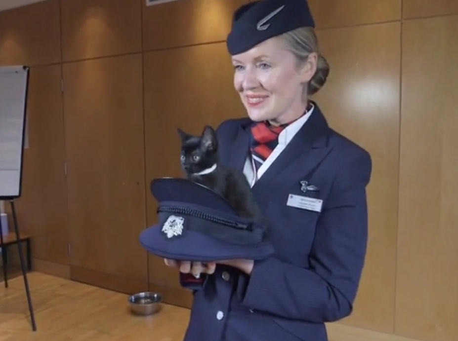 want to watch cute cat videos just fly with british airways image 1