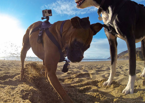 gopro fetch is a new harness that lets you capture what your dog sees image 1