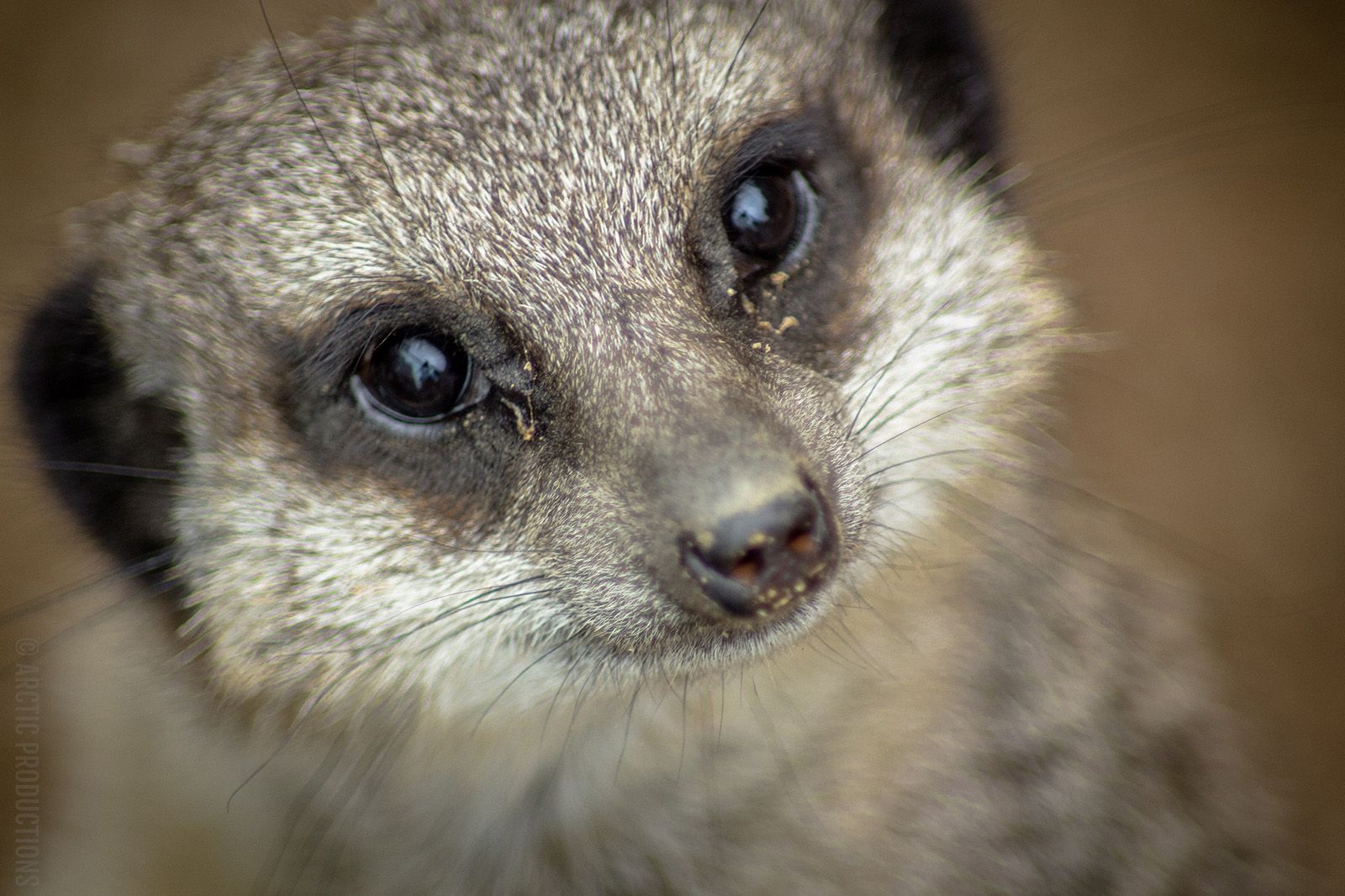 london zoo helps ofcom trial ‘white space’ wireless broadcasting streams meerkats and why not  image 1