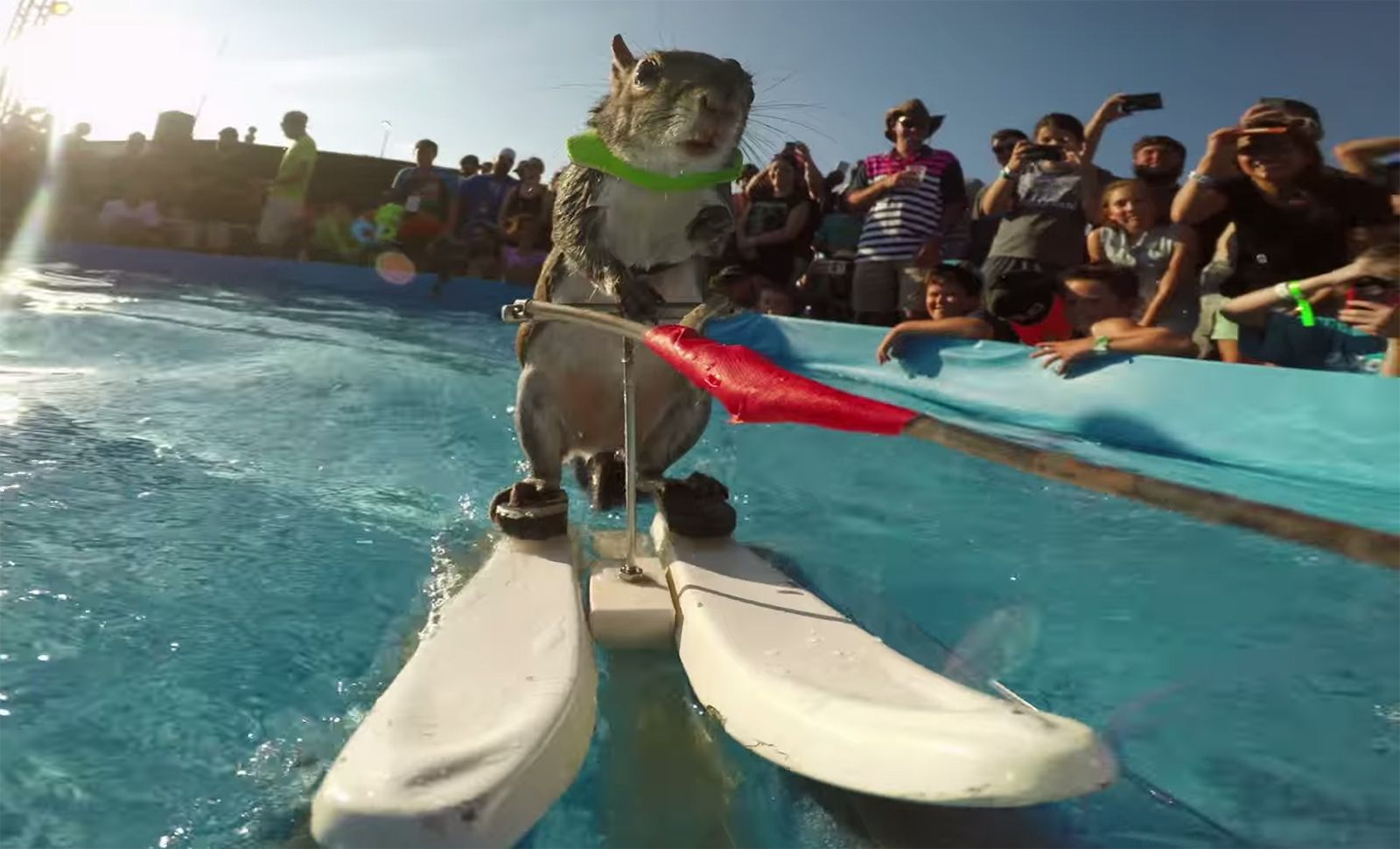 is there anything better than gopro footage of a waterskiing squirrel  image 1