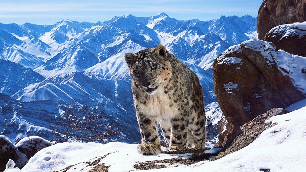 planet earth ii is coming to the bbc and it will be in 4k image 1