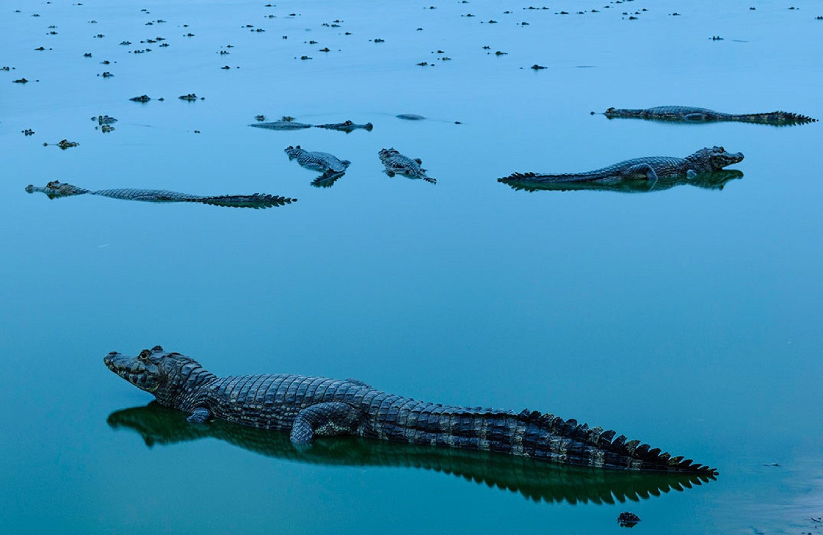 Stunning photos from The Nature Conservancy 2018 global photo contest image 7