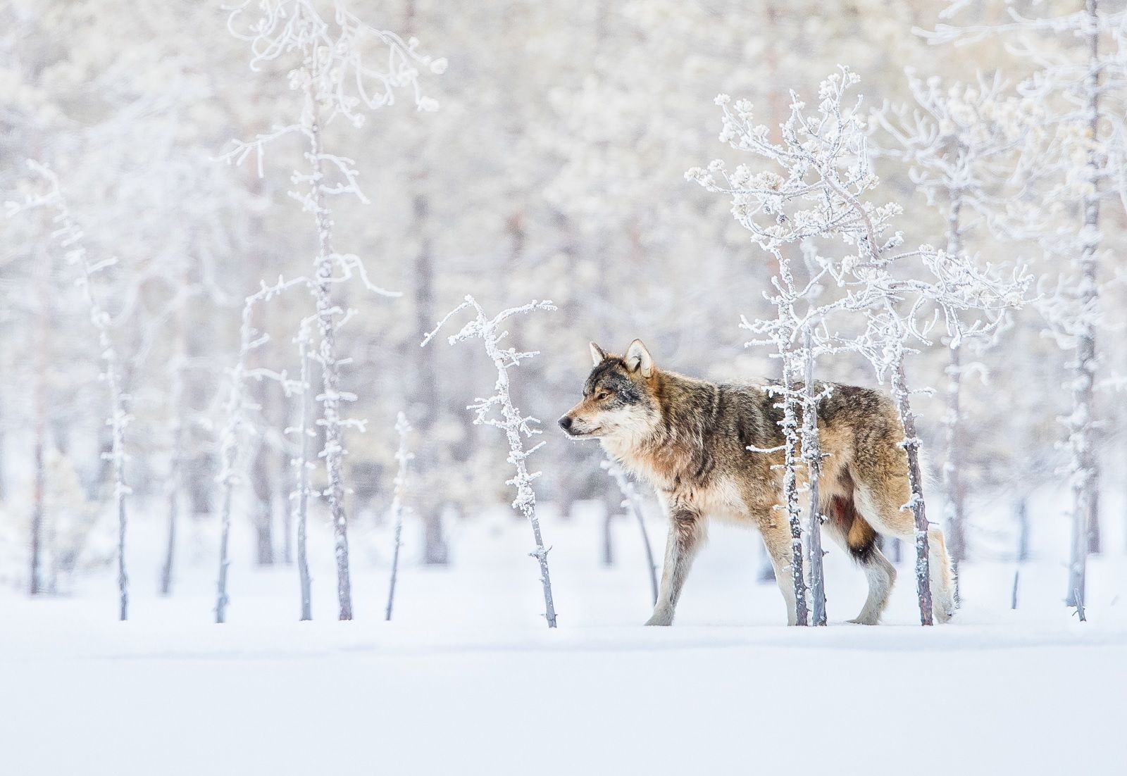 Stunning Photos From The Nature Conservancy 2018 Global Photo Contest photo 13