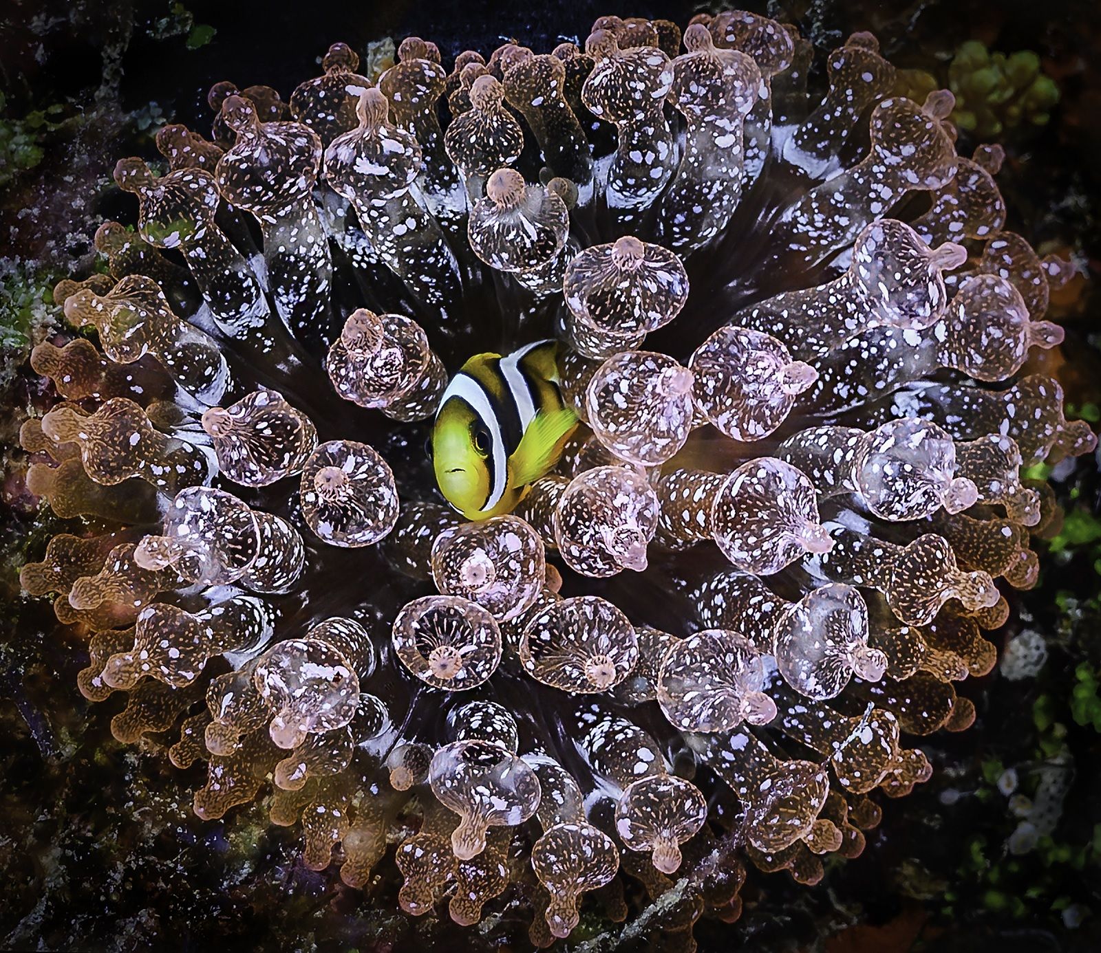 Stunning Photos From The Nature Conservancy 2018 Global Photo Contest photo 36