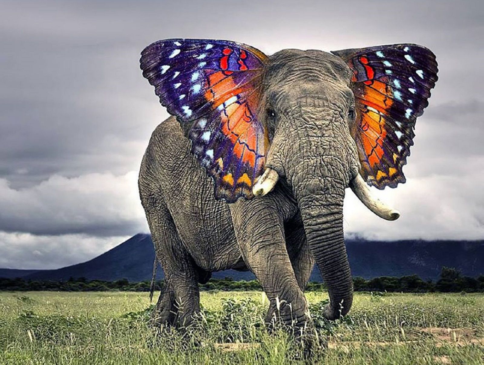 Bonkers new animals imagined with the power of Photoshop image 11