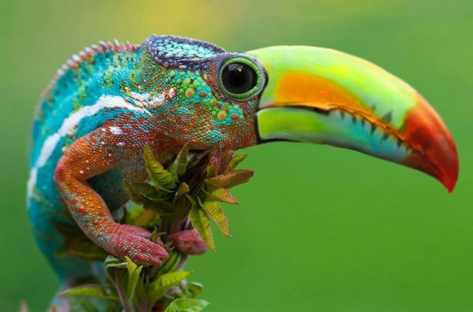 Bonkers new animals imagined with the power of Photoshop image 15