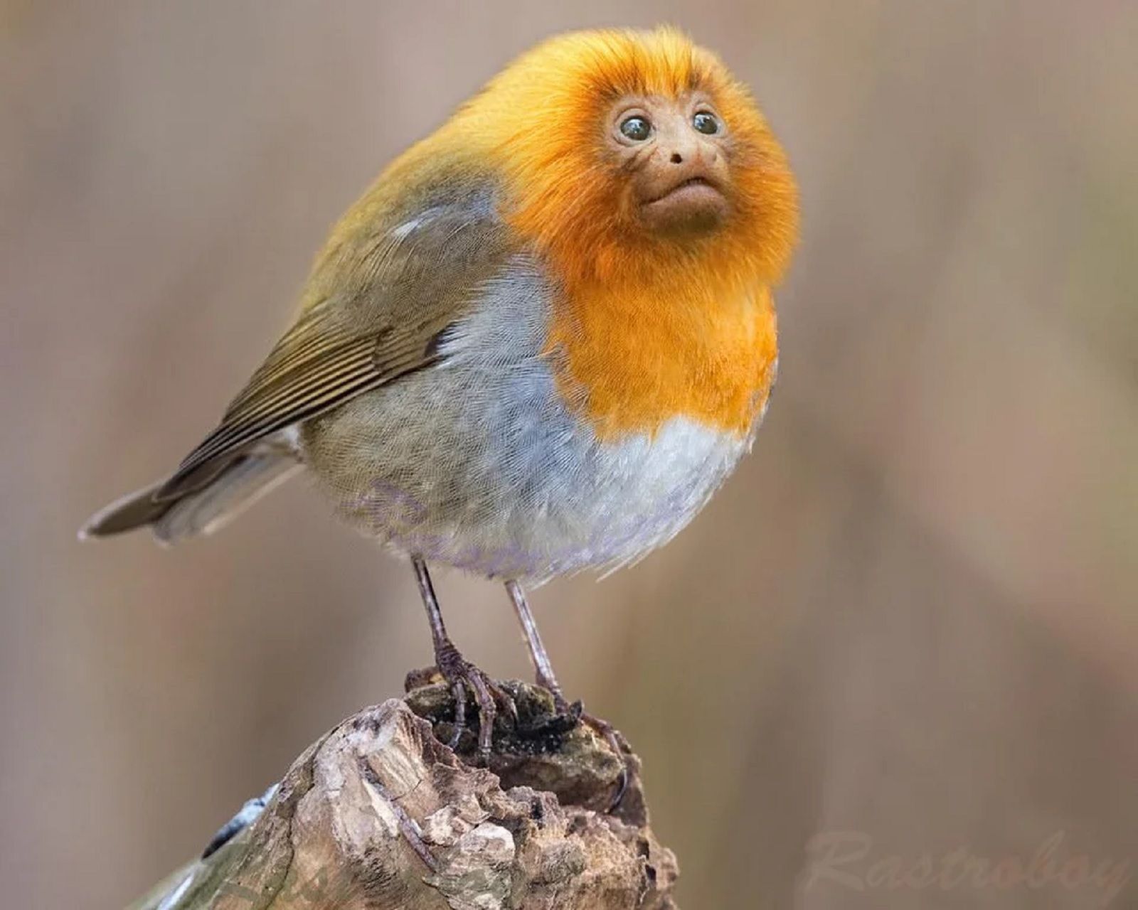 bonkers new animals imagined with the power of photoshop photo 44