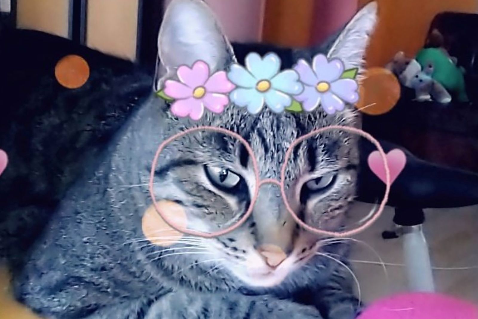 Charmant koper delicatesse De perfecte selfie: Snapchat's filters werken nu ook op katten