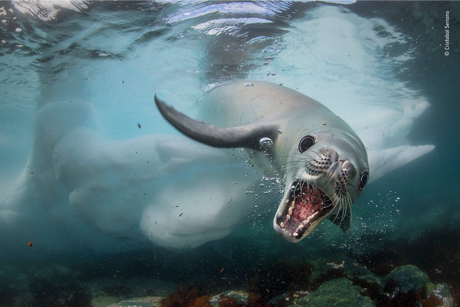 Incredible Images From The Wildlife Photographer Of The Year Competition image 1