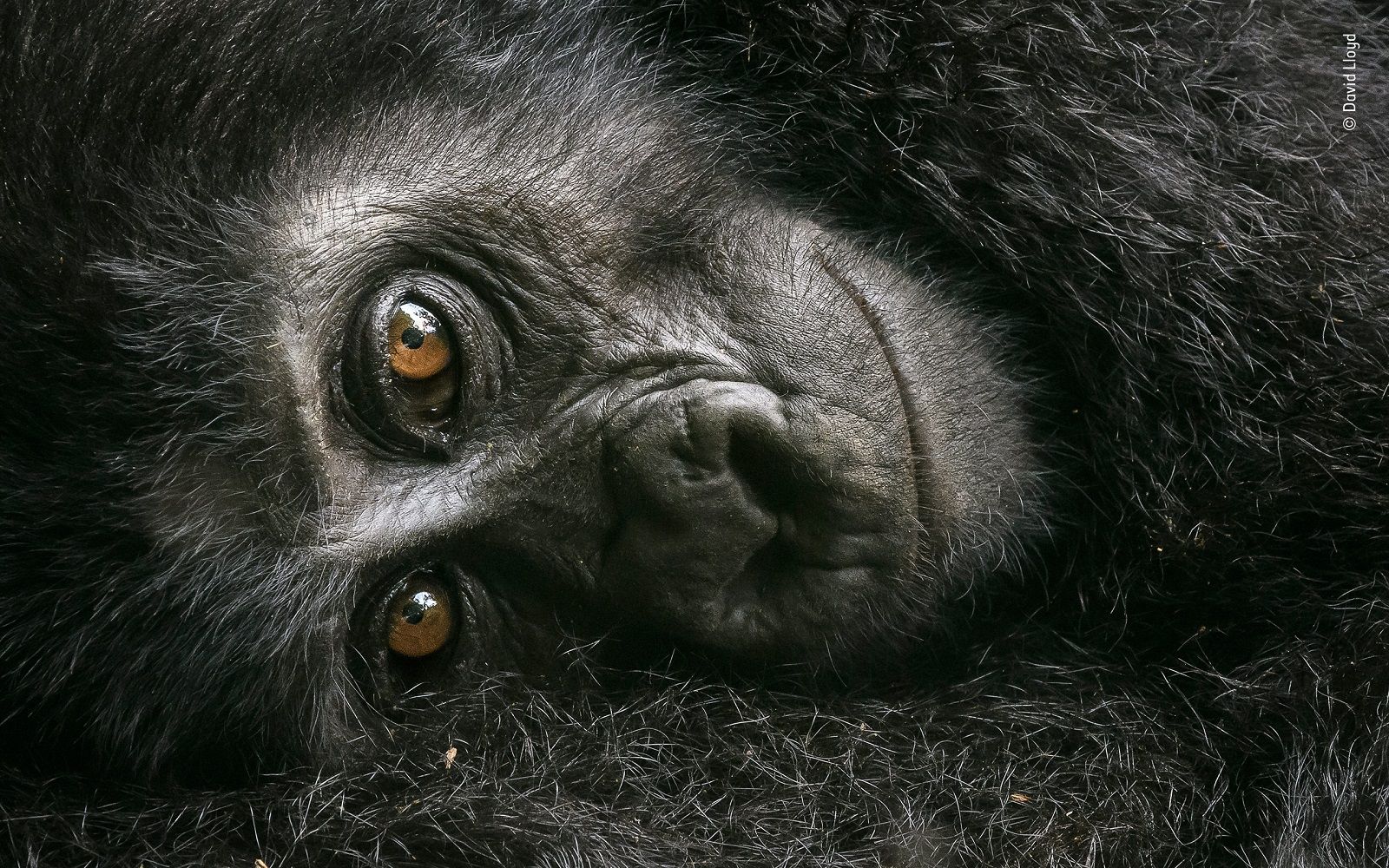 Incredible Images From The Wildlife Photographer Of The Year Competition image 14