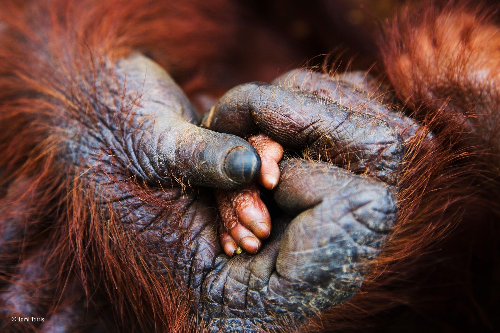 Incredible images from the Wildlife Photographer of the Year competition image 20