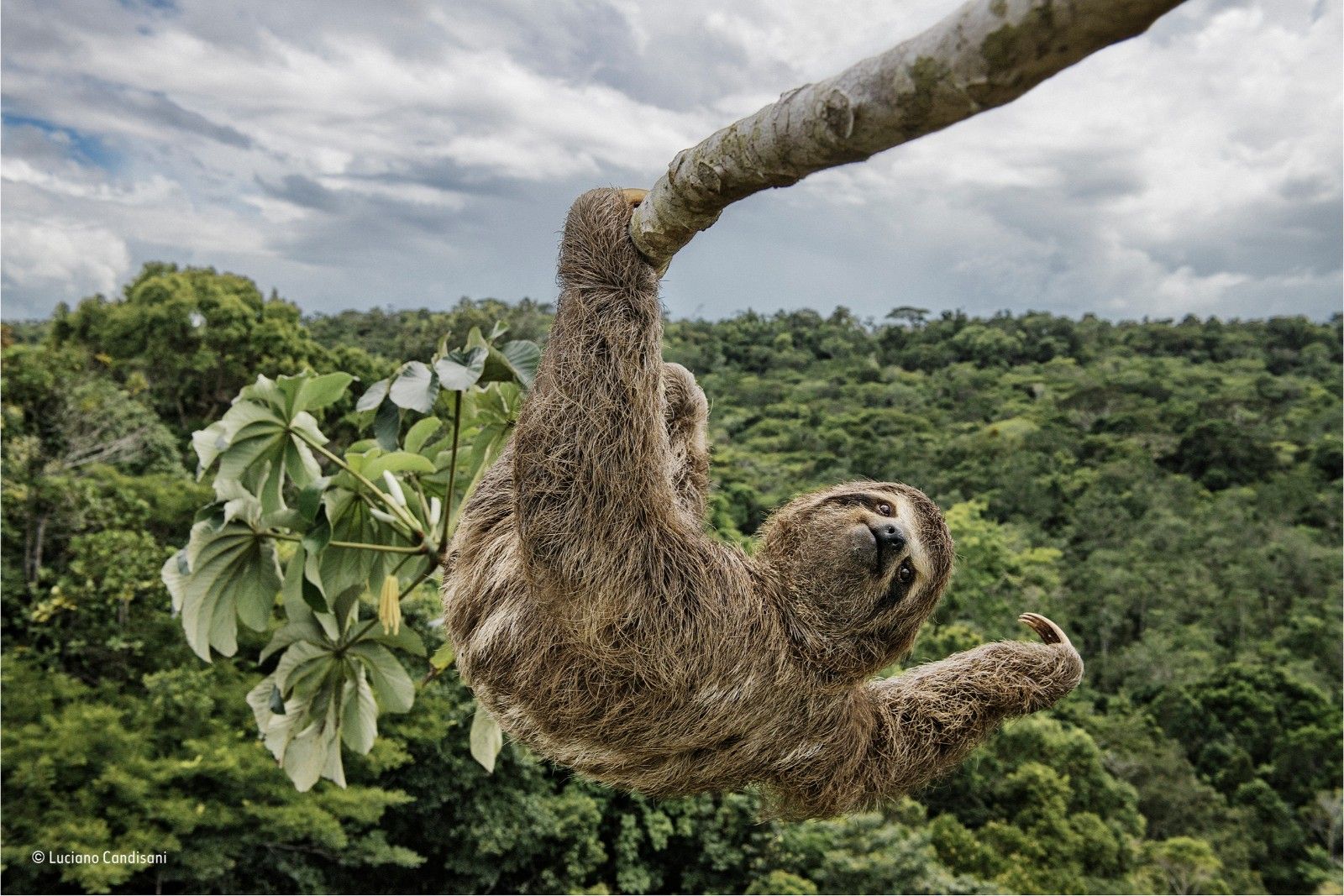 Incredible images from the Wildlife Photographer of the Year competition image 22