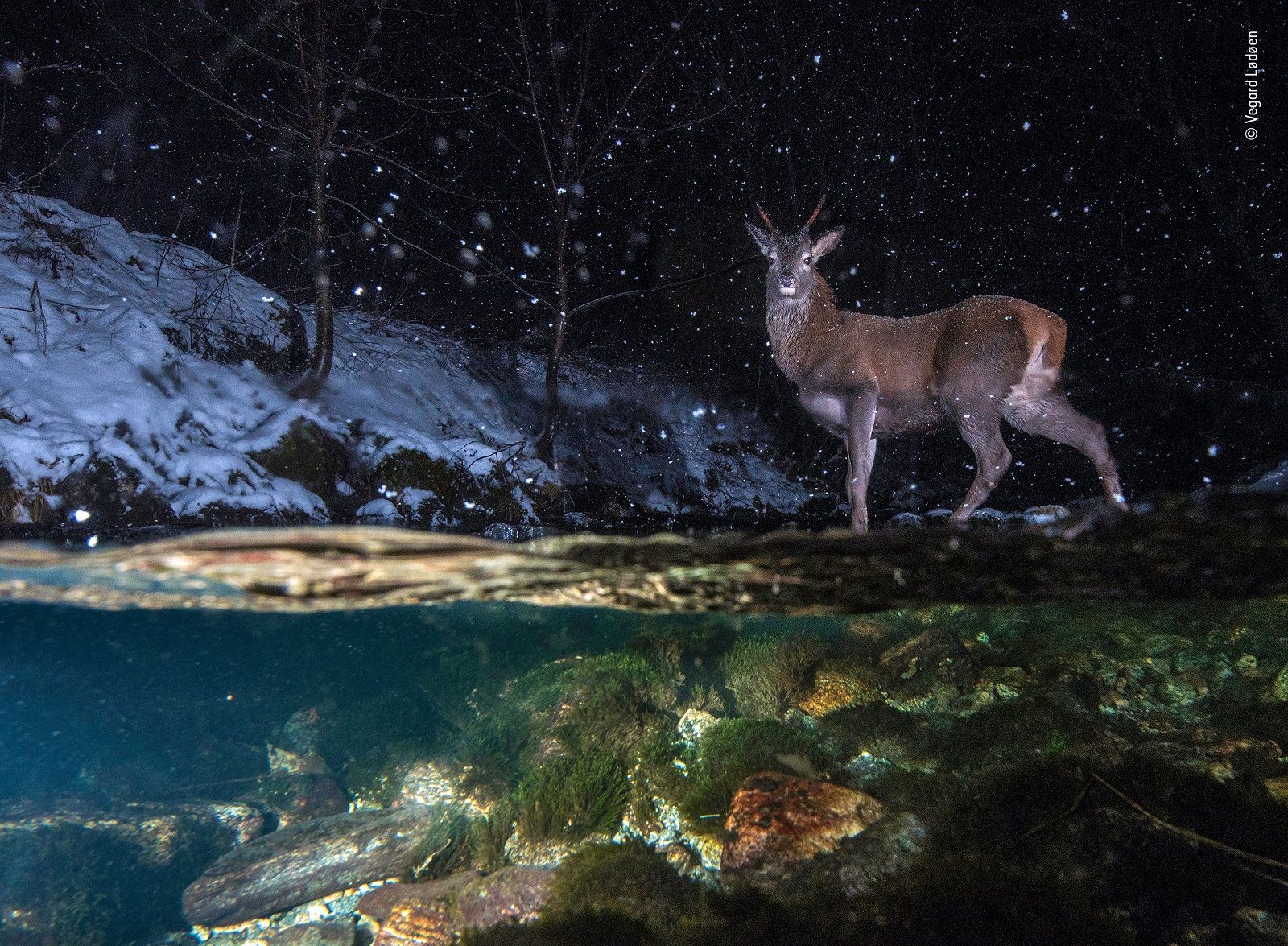 Incredible Images From The Wildlife Photographer Of The Year Competition image 27