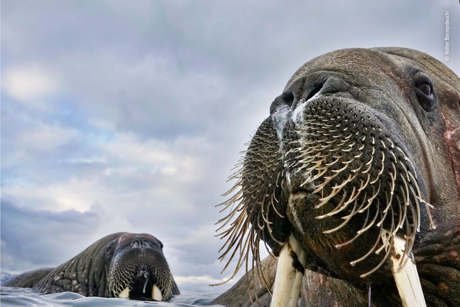 Incredible images from the Wildlife Photographer of the Year competition image 28