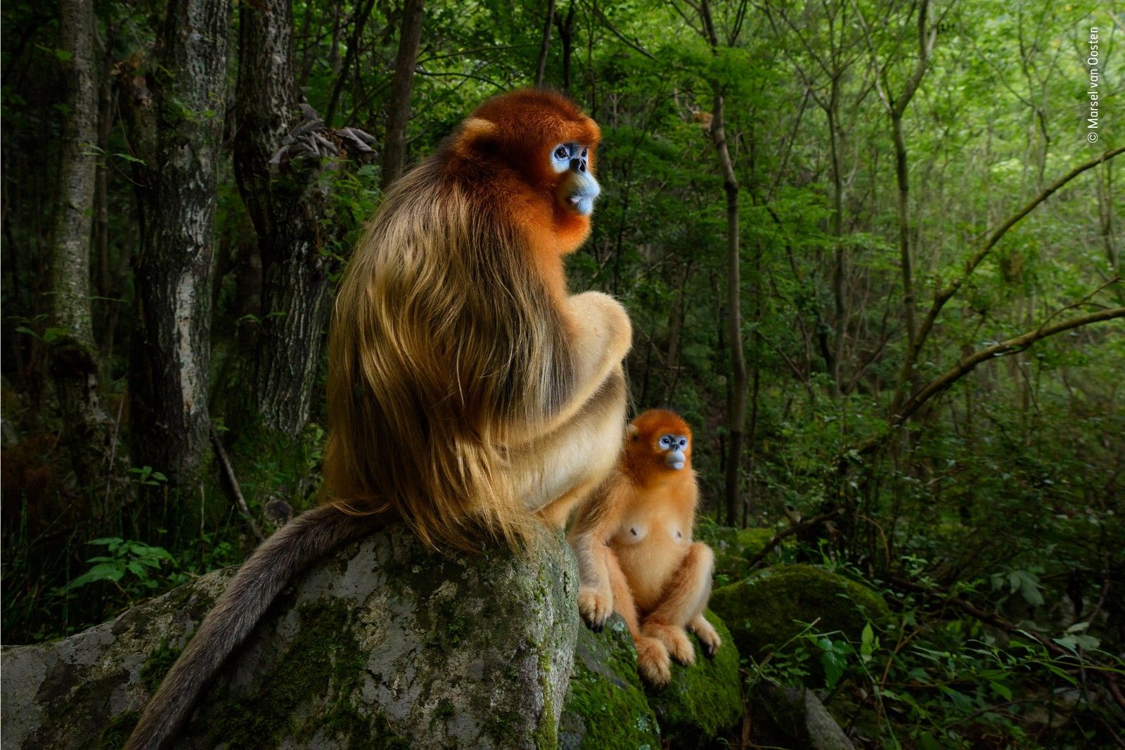 Incredible images from the Wildlife Photographer of the Year competition image 3