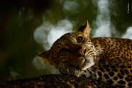 34 Stunning Images From The Wildlife Photographer Of The Year Competition