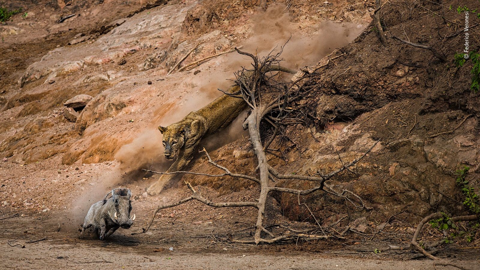 Incredible Images From The Wildlife Photographer Of The Year Competition image 6