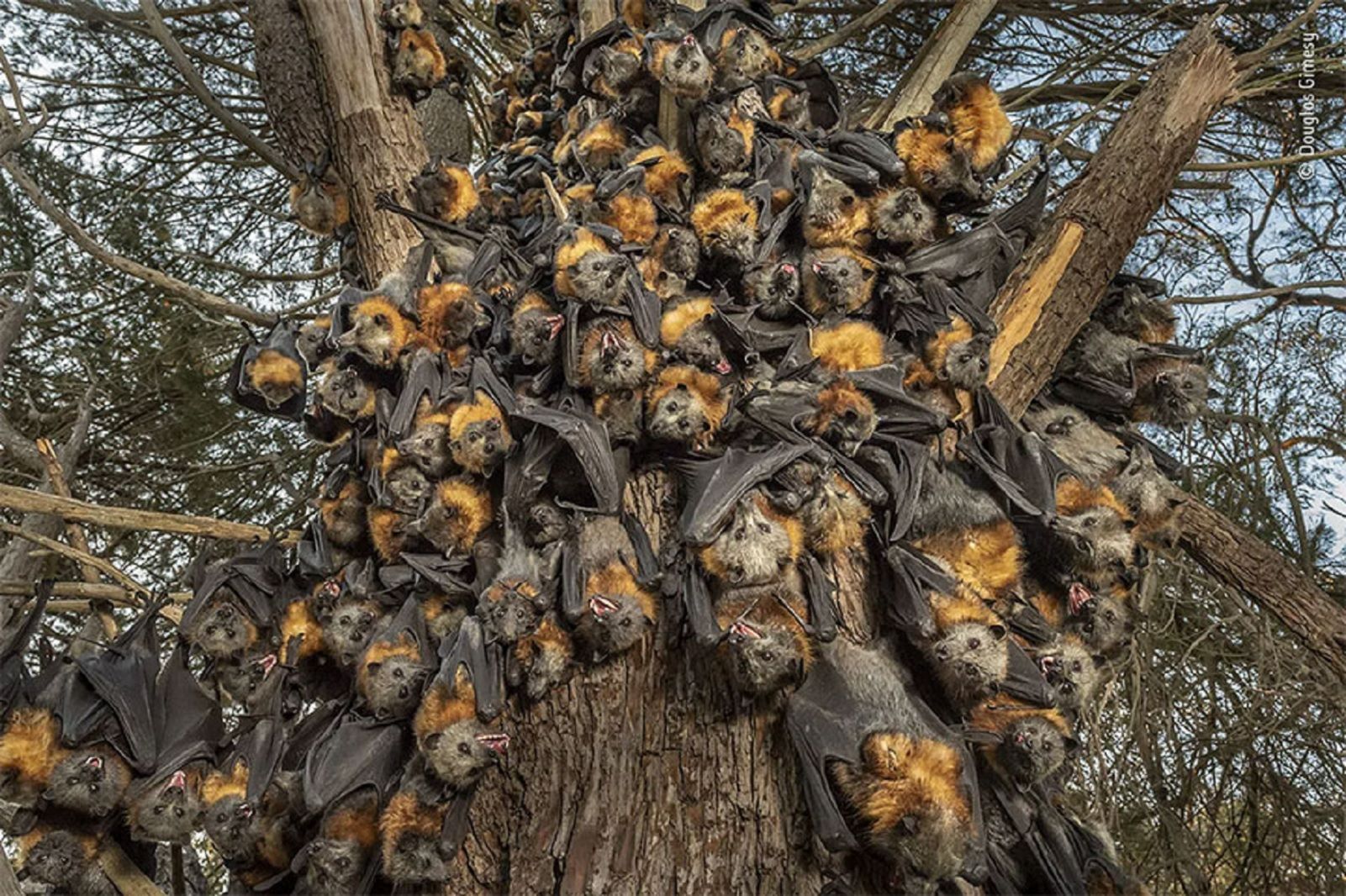 Incredible images from the Wildlife Photographer of the Year competition photo 31