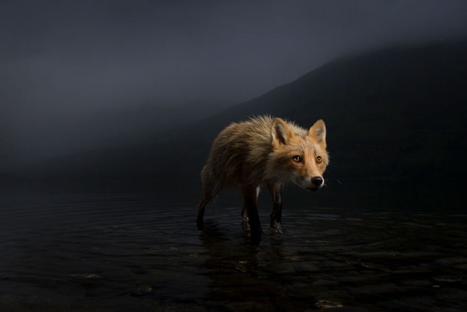 Incredible Images From The Wildlife Photographer Of The Year Competition photo 32