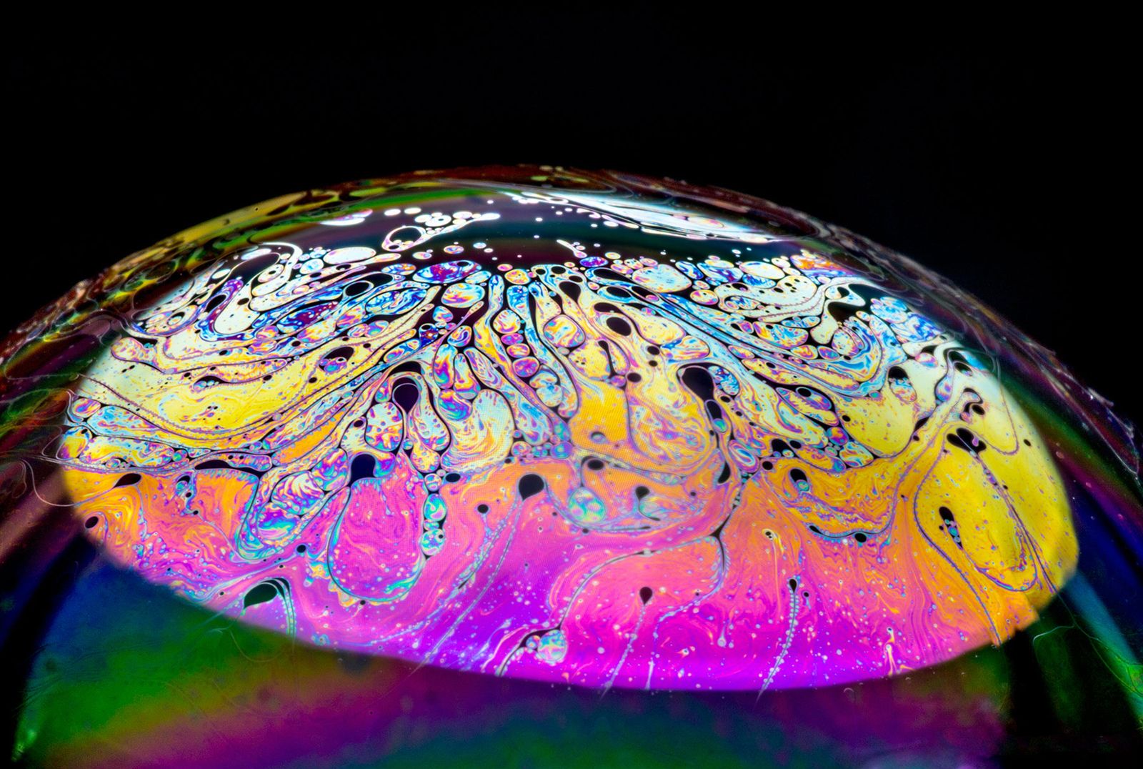 The best-ever macro photography image 5