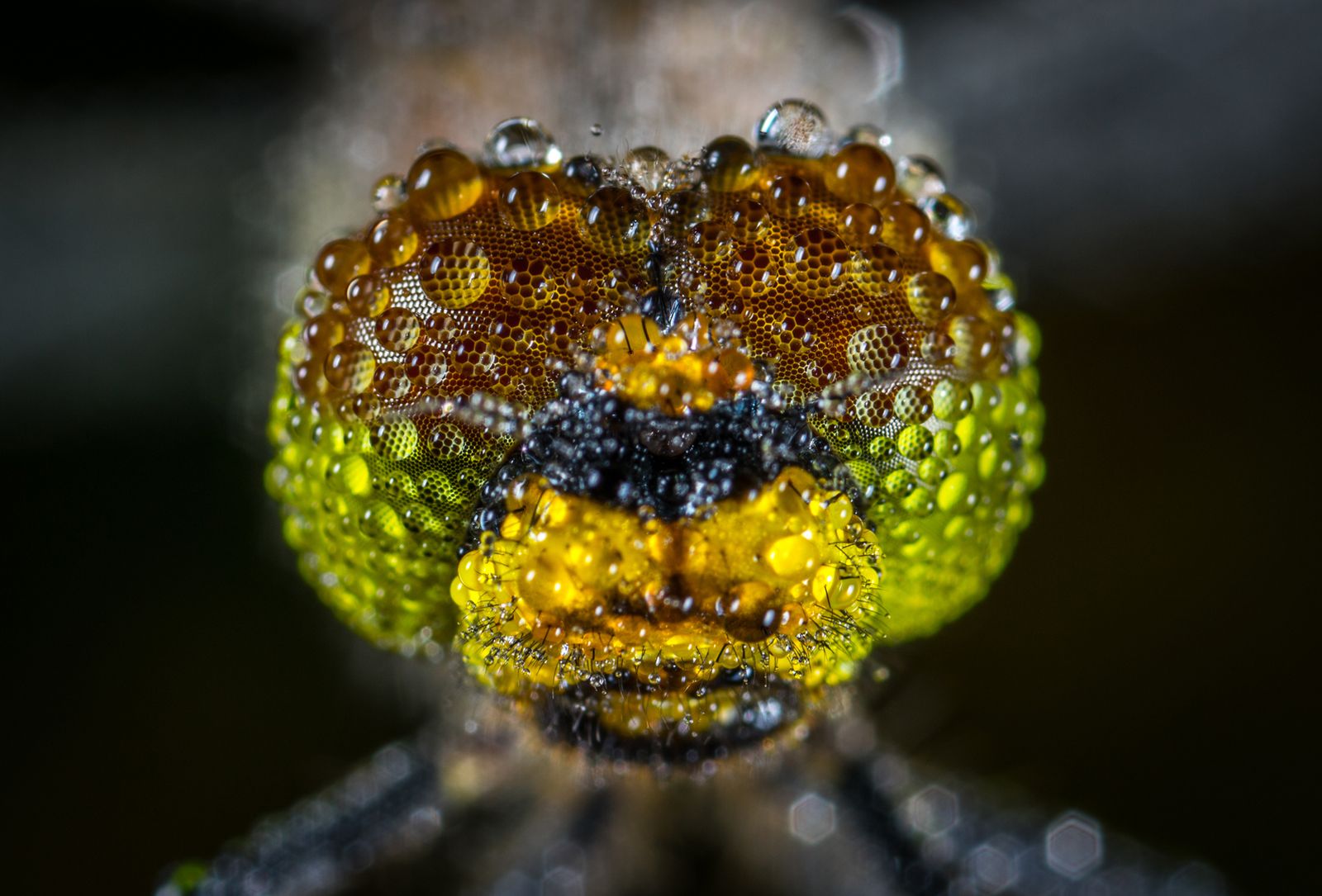 The best-ever macro photography image 9