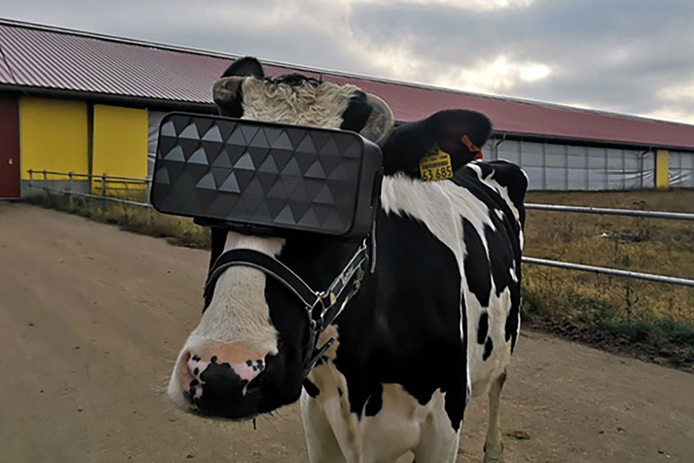 Can VR help cows produce more milk Russia hopes so image 1