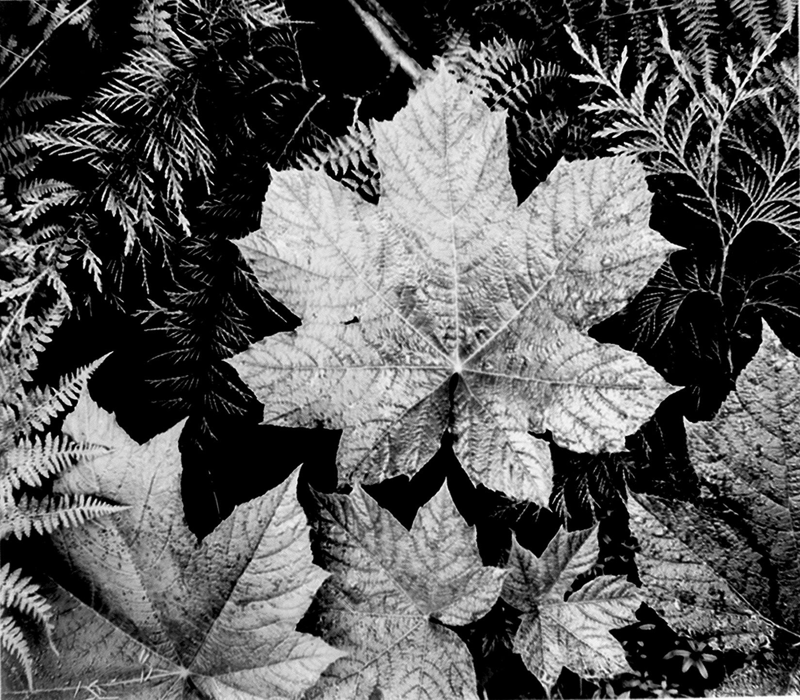 These stunning Ansel Adams photographs show the great outdoors in all its glory image 199
