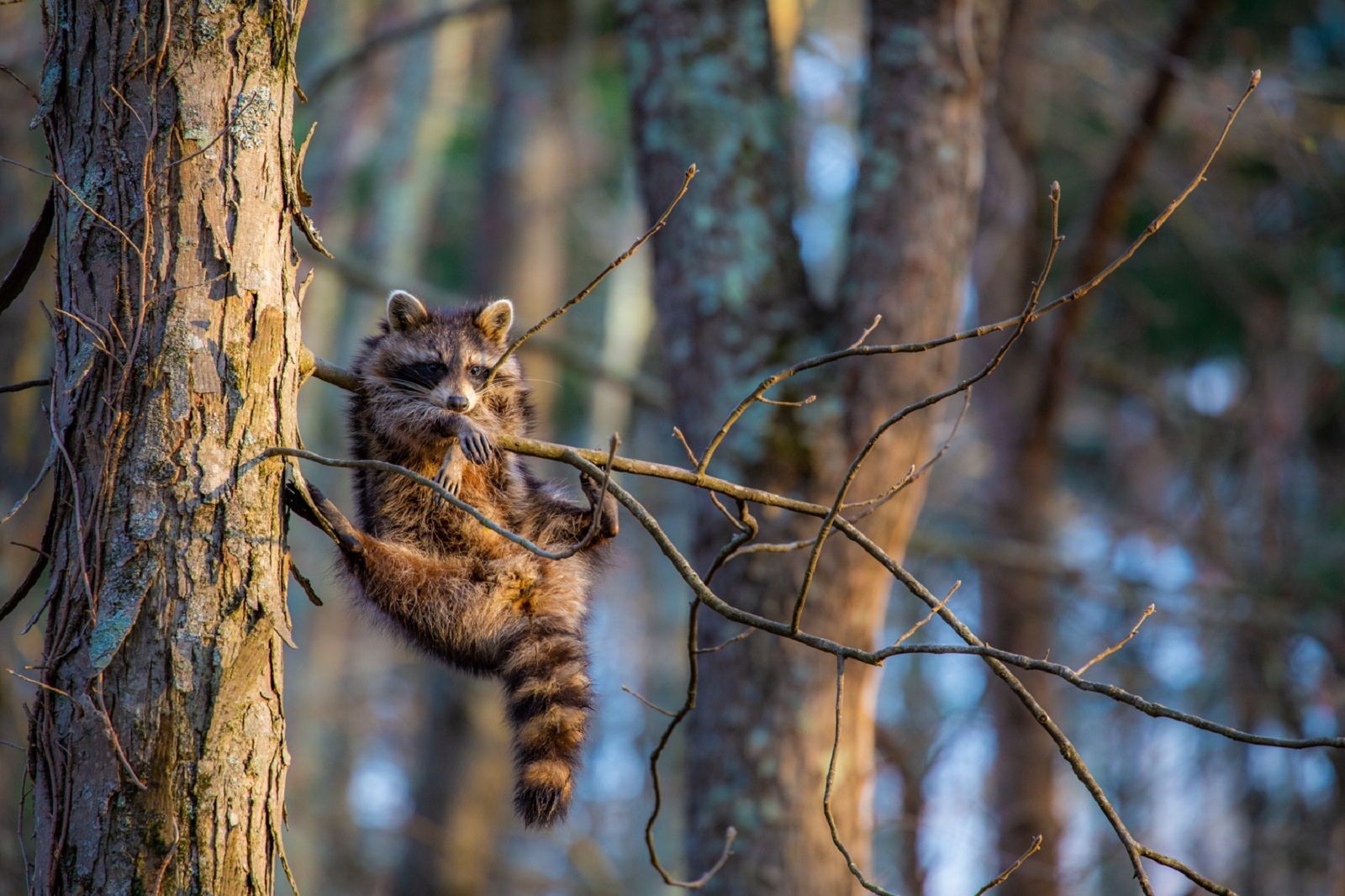Enjoy a good giggle with the Comedy Wildlife Photography awards photo 14