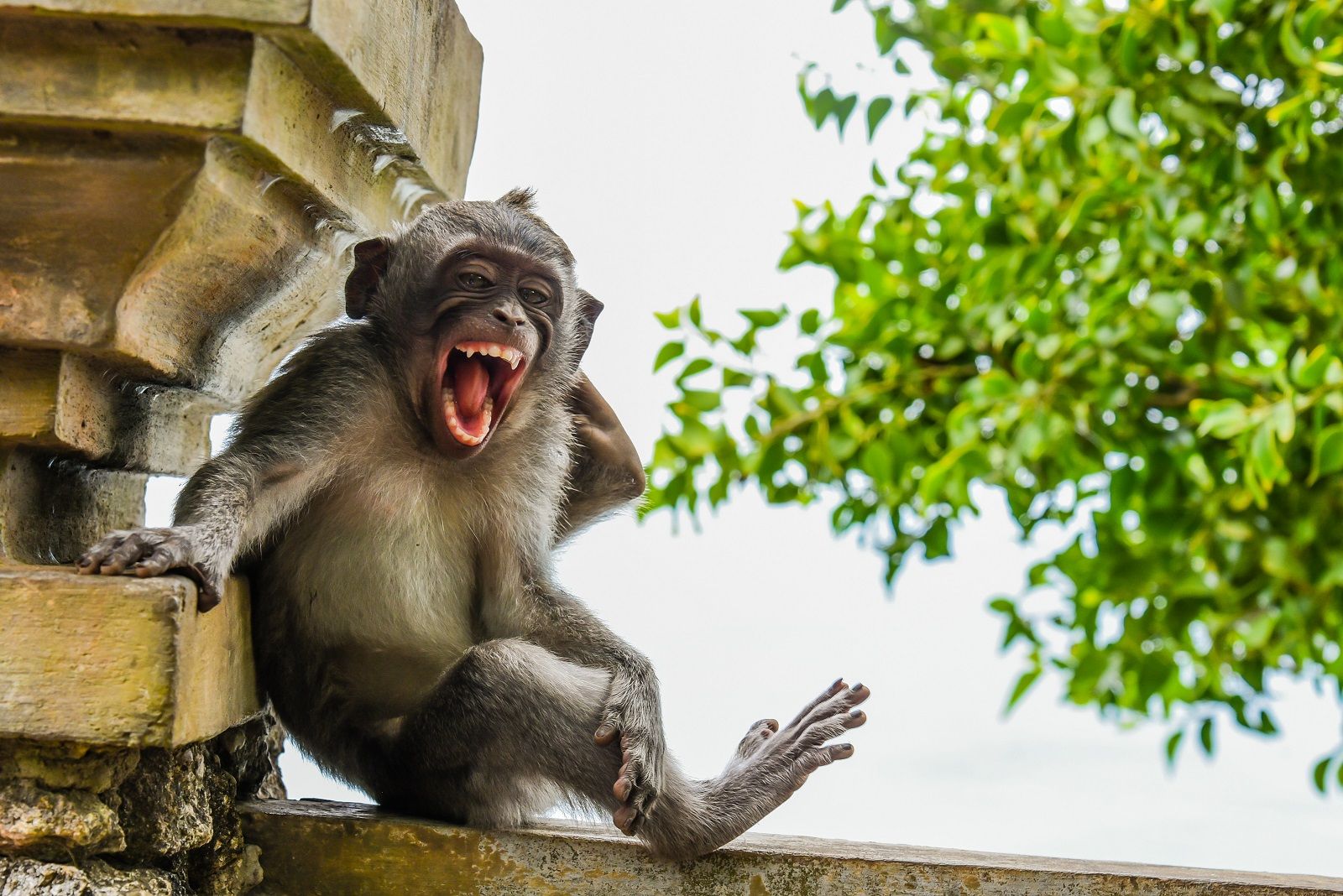 Enjoy a good giggle with the Comedy Wildlife Photography awards photo 20