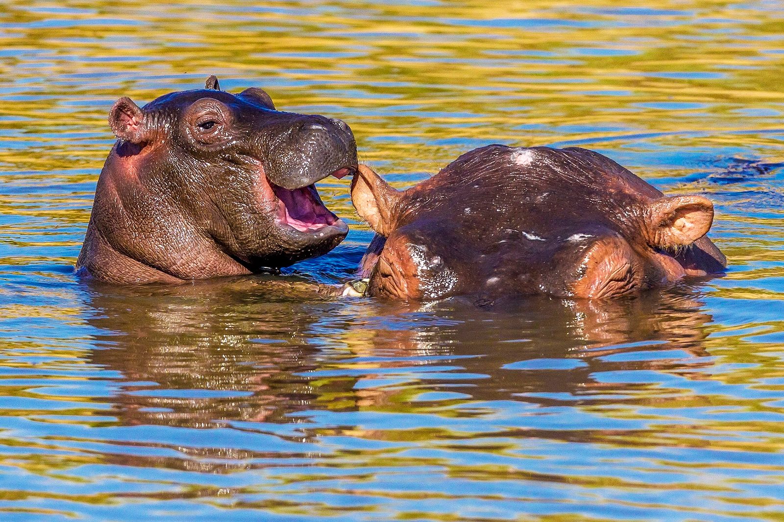 Enjoy a good giggle with the Comedy Wildlife Photography awards photo 22
