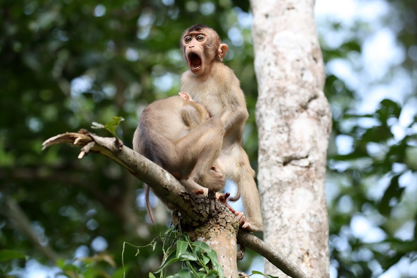 Enjoy a good giggle with the Comedy Wildlife Photography awards photo 27