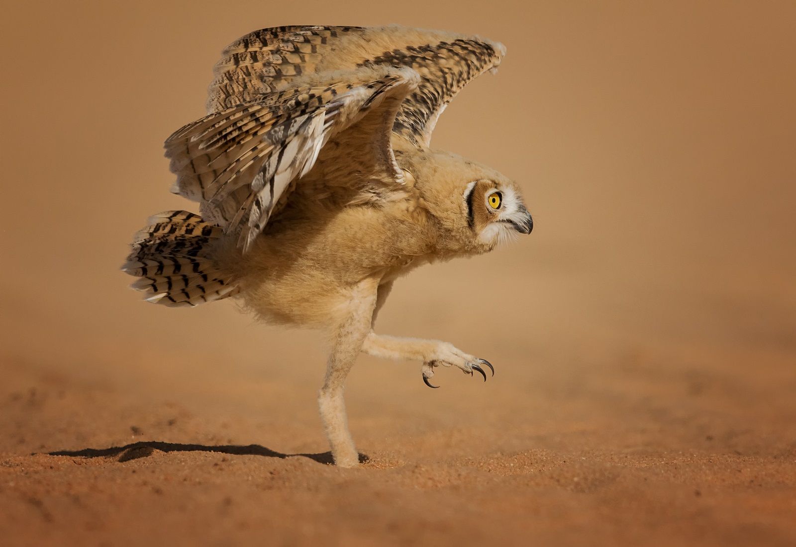 Enjoy a good giggle with the Comedy Wildlife Photography awards photo 29