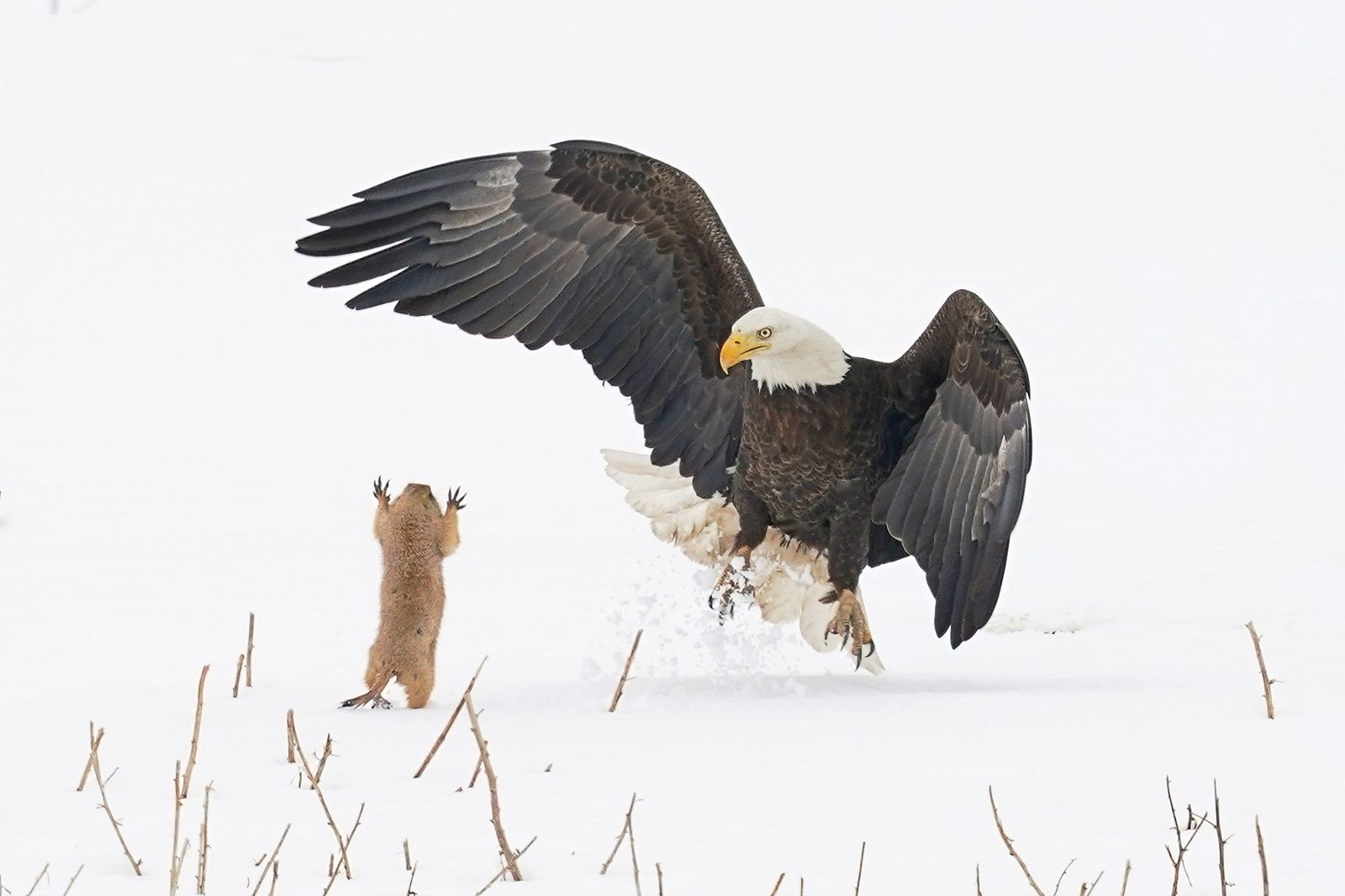Enjoy a good giggle with the Comedy Wildlife Photography awards photo 44