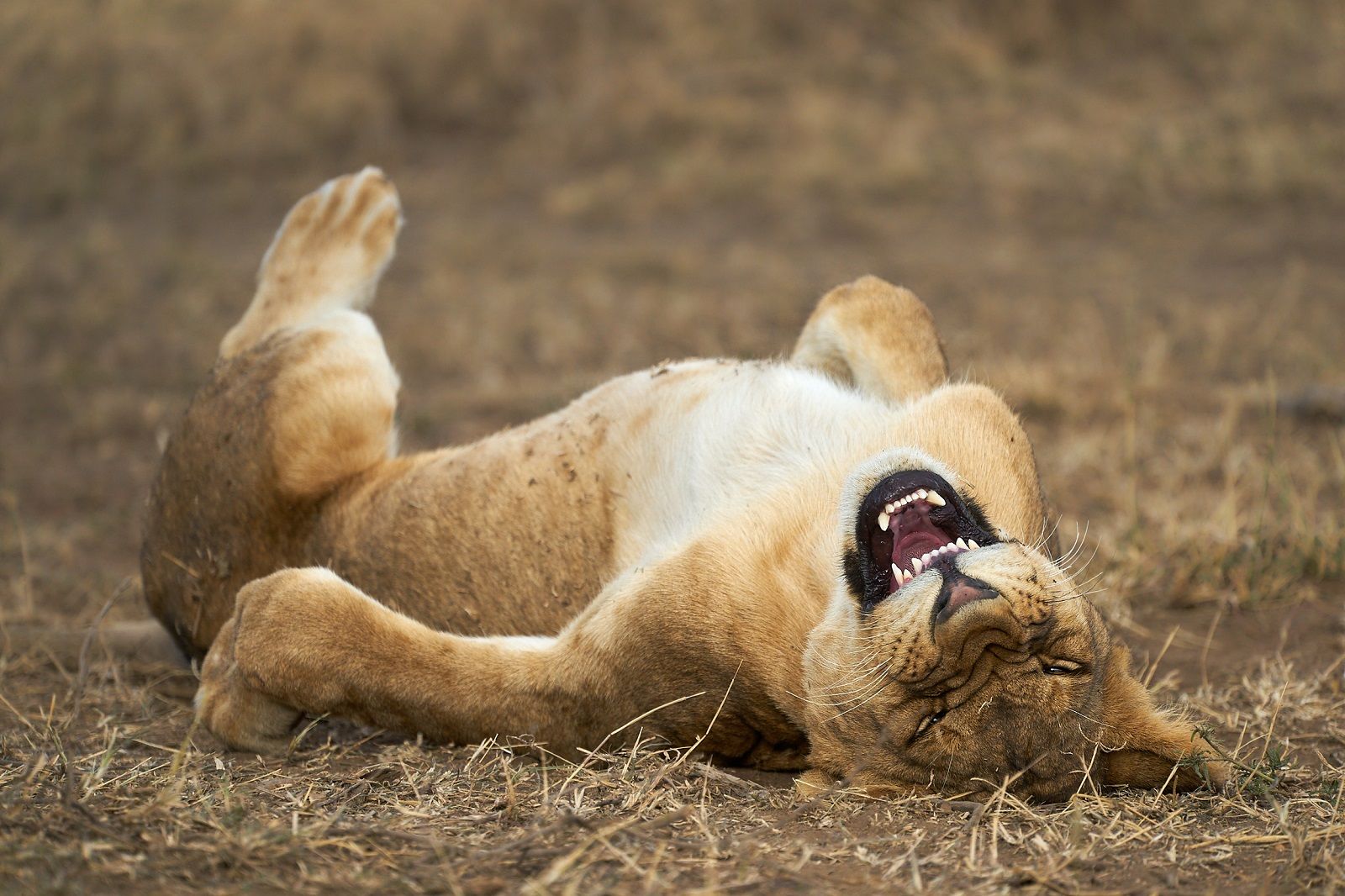 Enjoy a good giggle with the Comedy Wildlife Photography awards photo 45