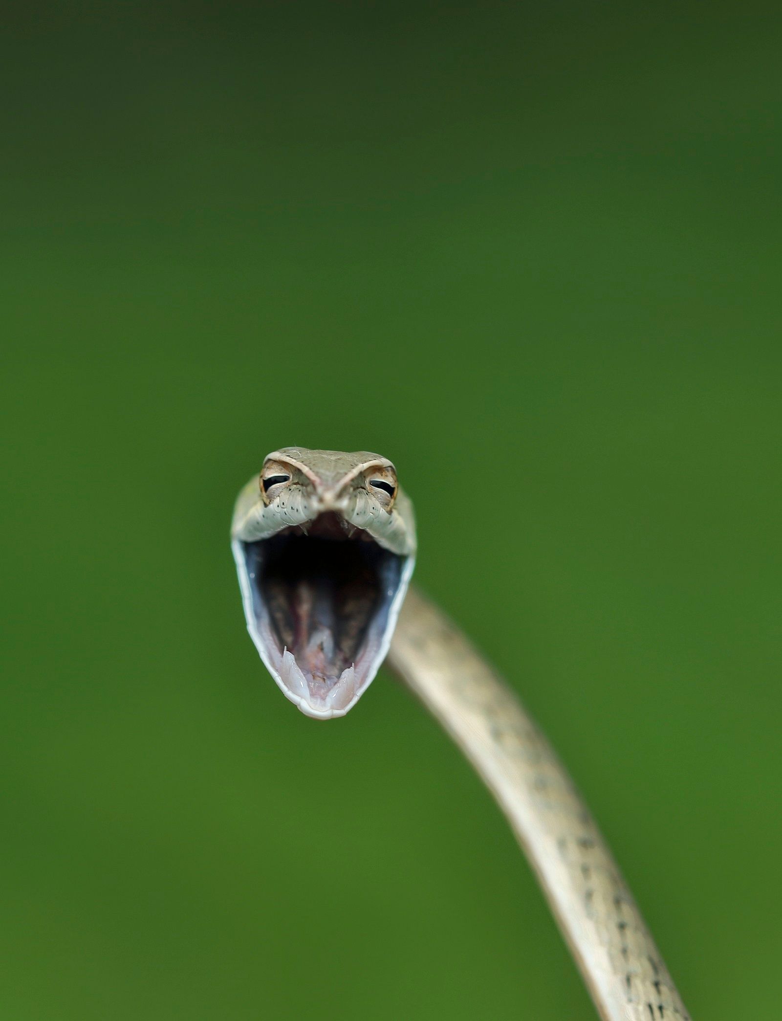 Have a good chortle at the latest Comedy Wildlife Photography awards finalists photo 1