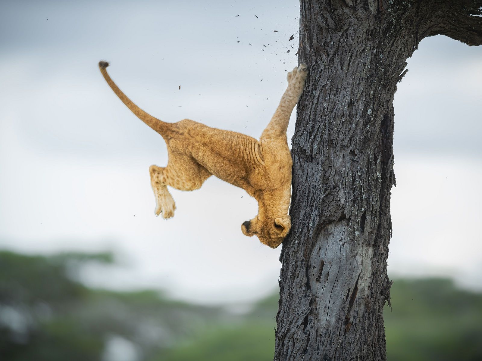 Have a good chortle at the latest Comedy Wildlife Photography awards finalists photo 20