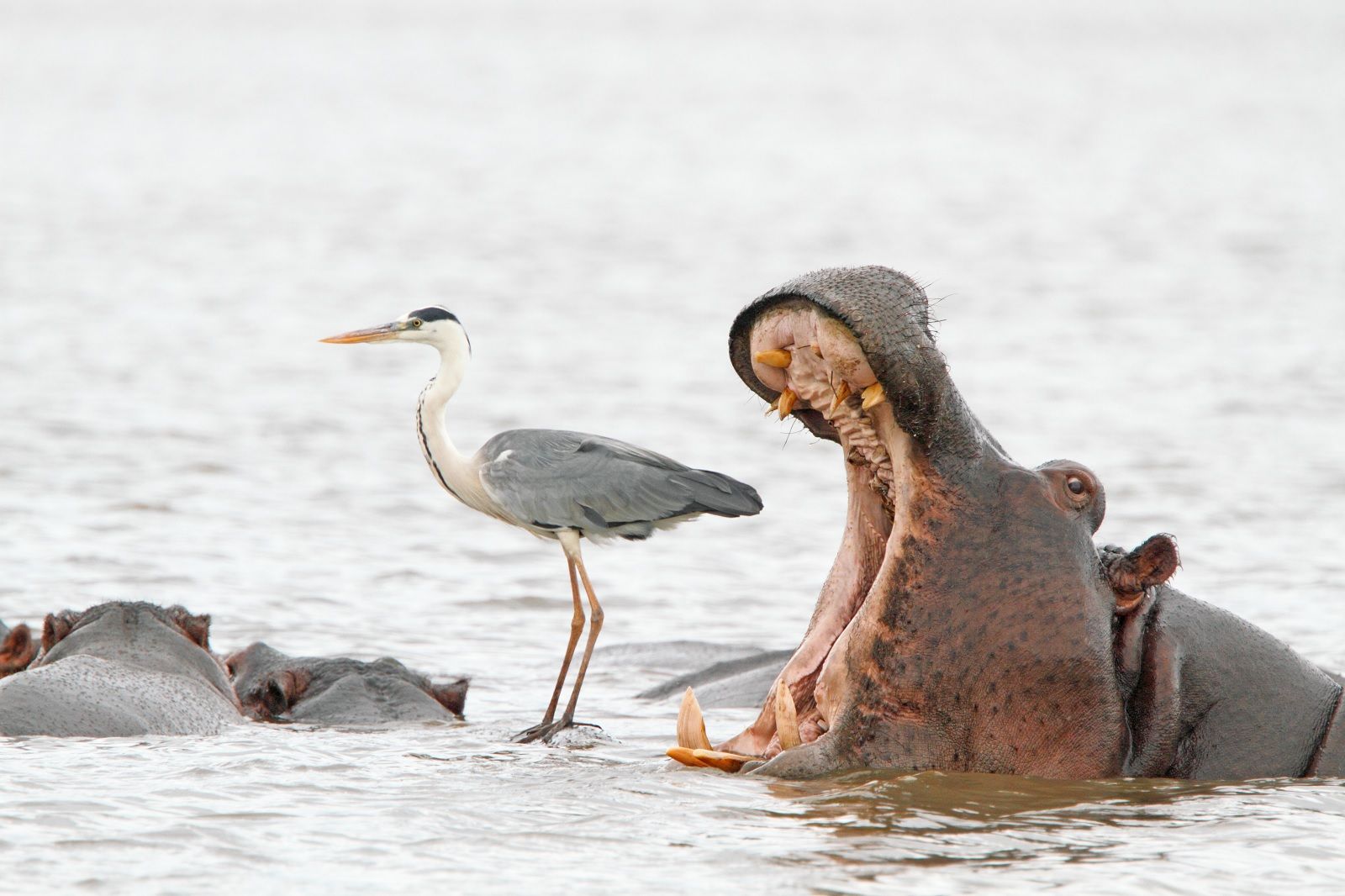 Have a good chortle at the latest Comedy Wildlife Photography awards finalists photo 21