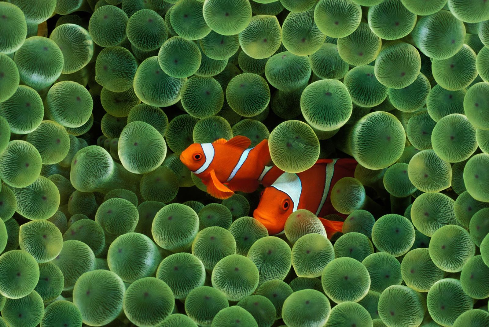 It's back! How to get the original iPhone's clownfish wallpaper photo 1