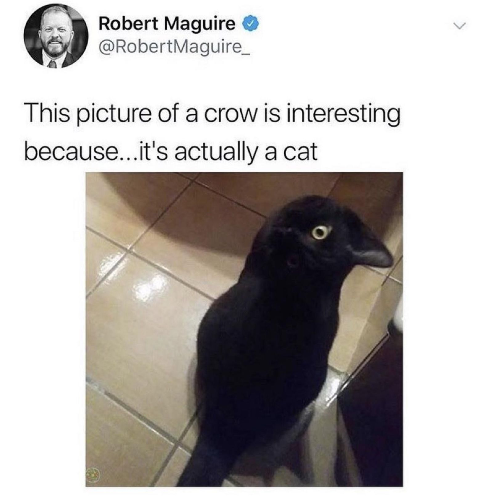 not a crow