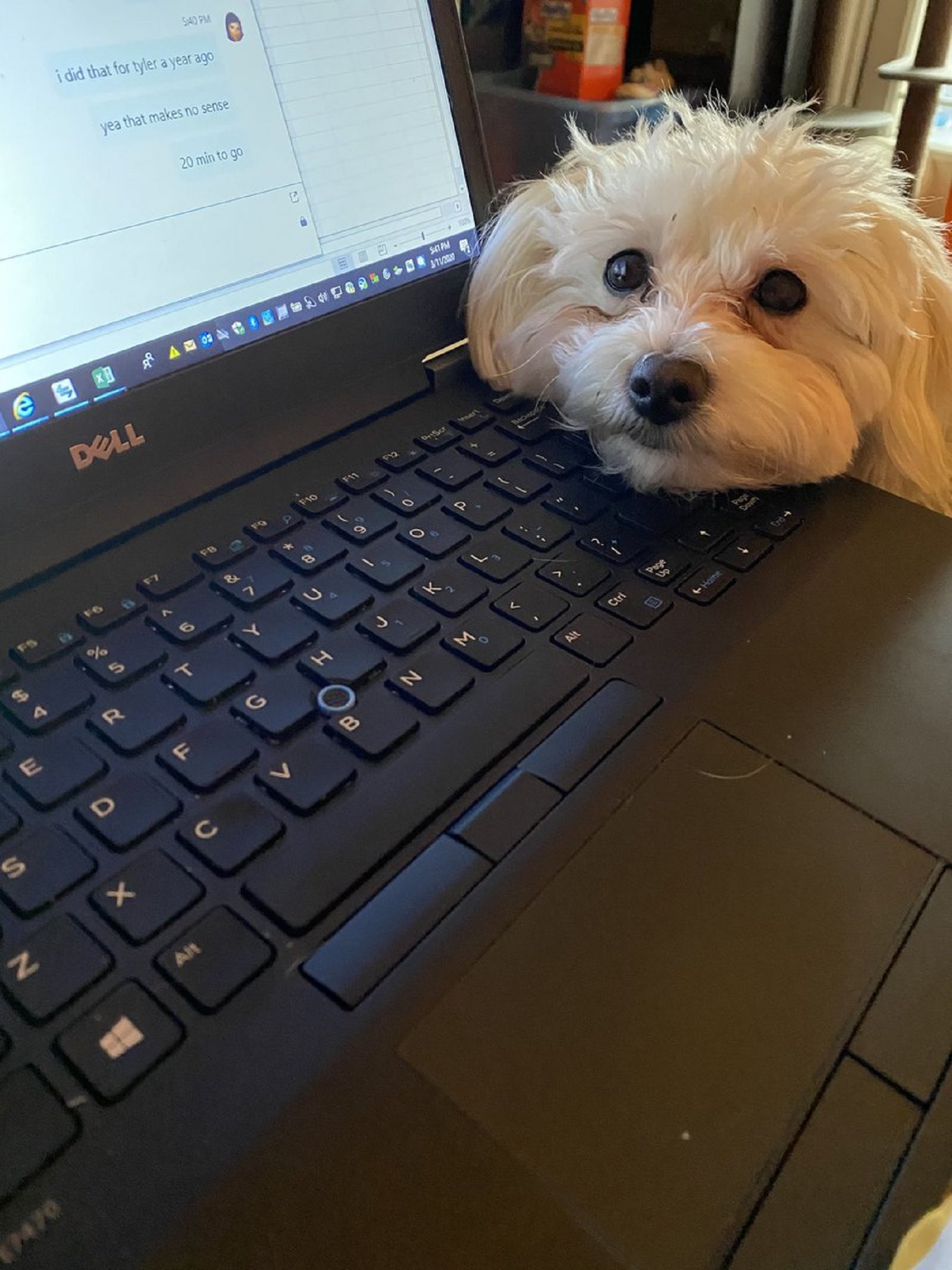 puppy office worker