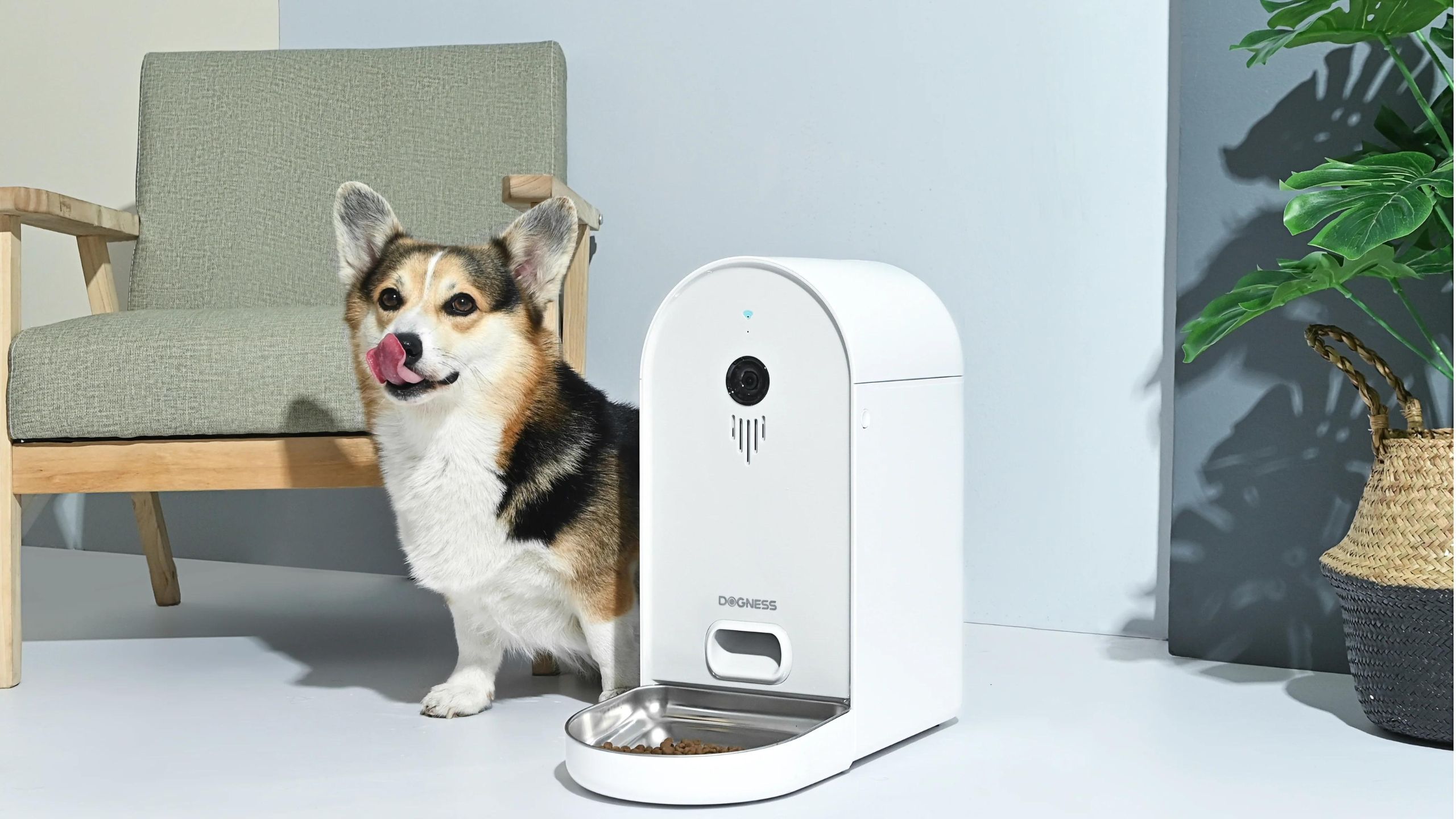 Dogness automatic feeder