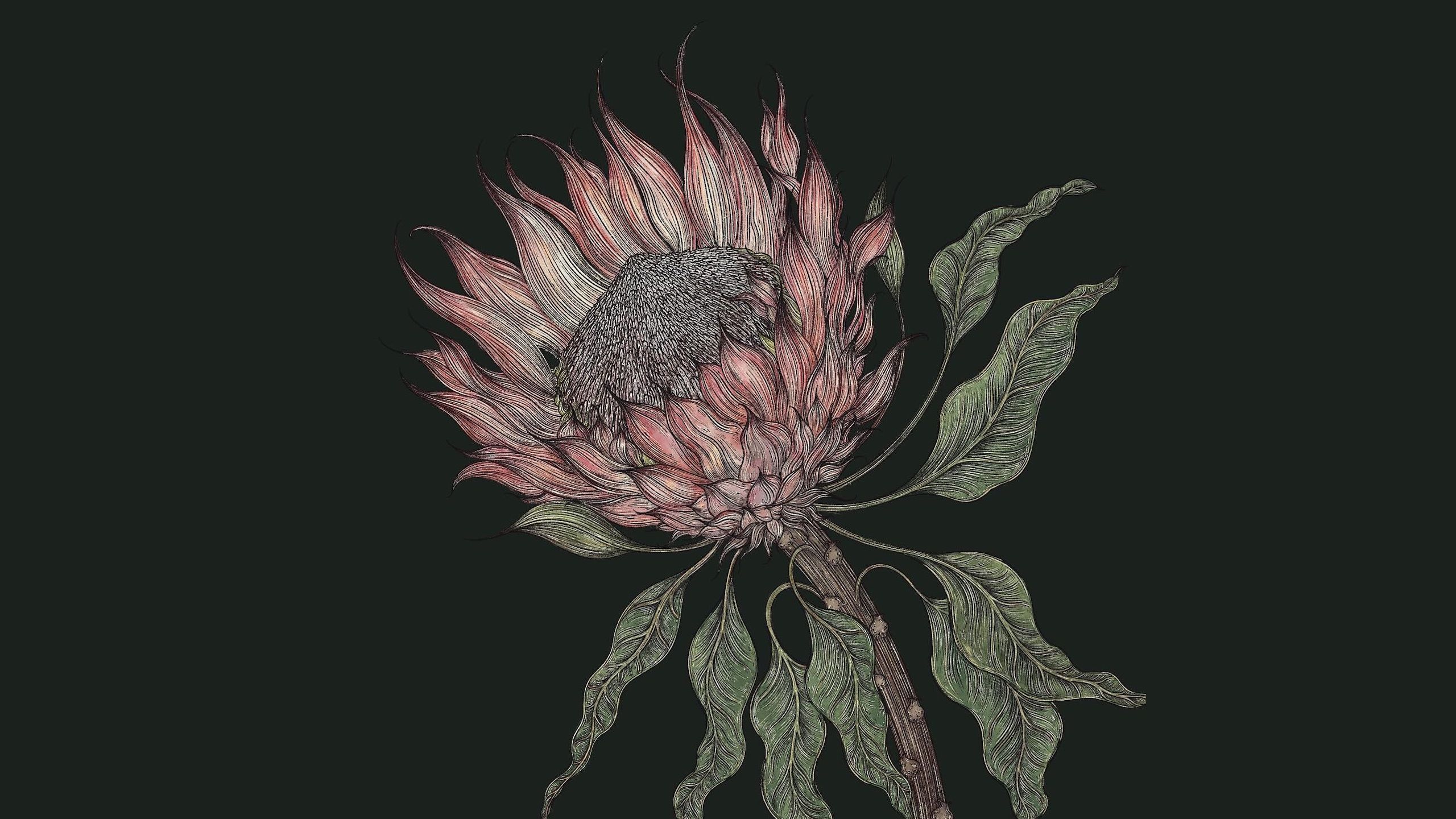 A painting of a flower by Jessie Bayliss