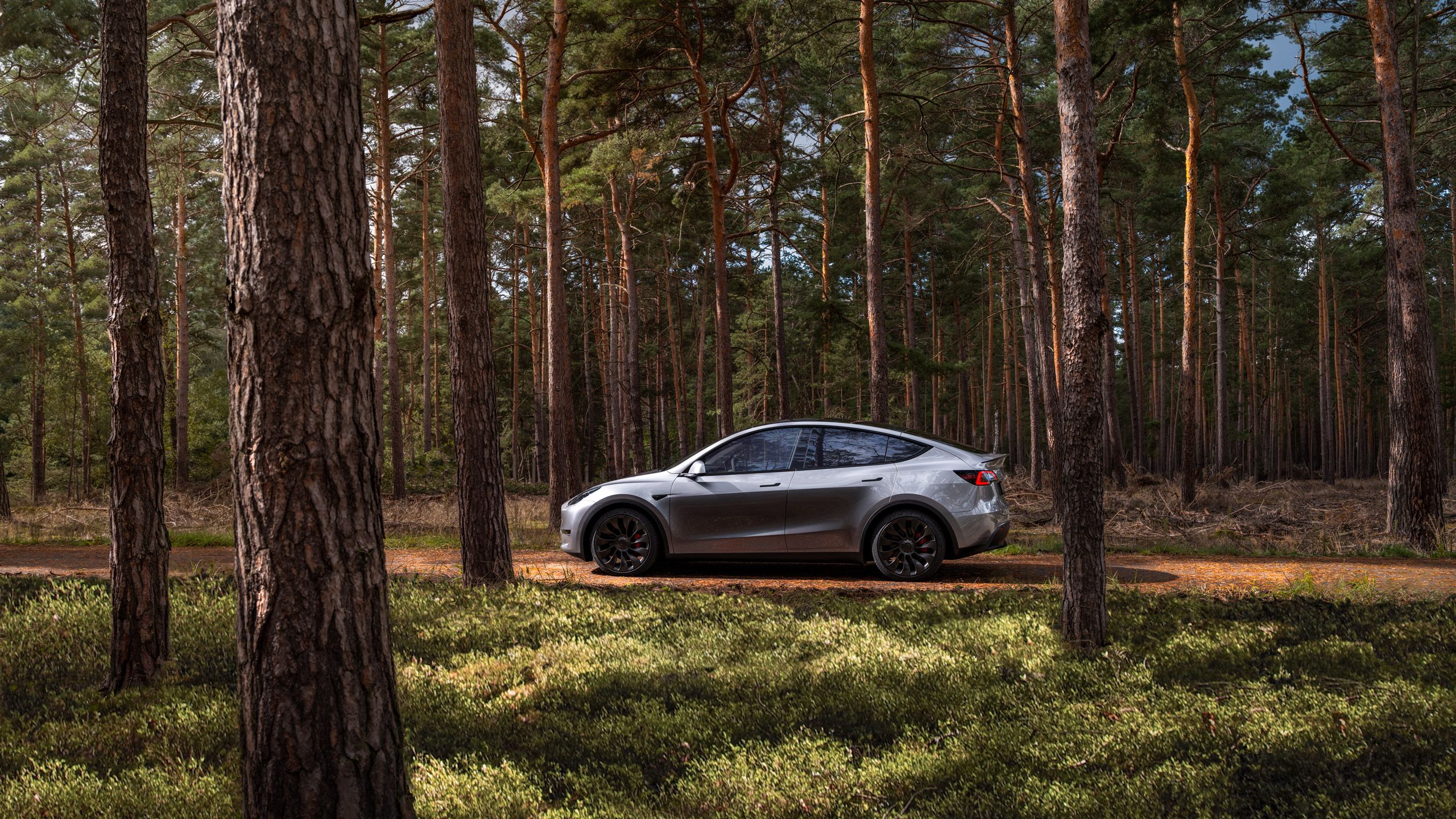 A silver Model Y drives through a redwood forest