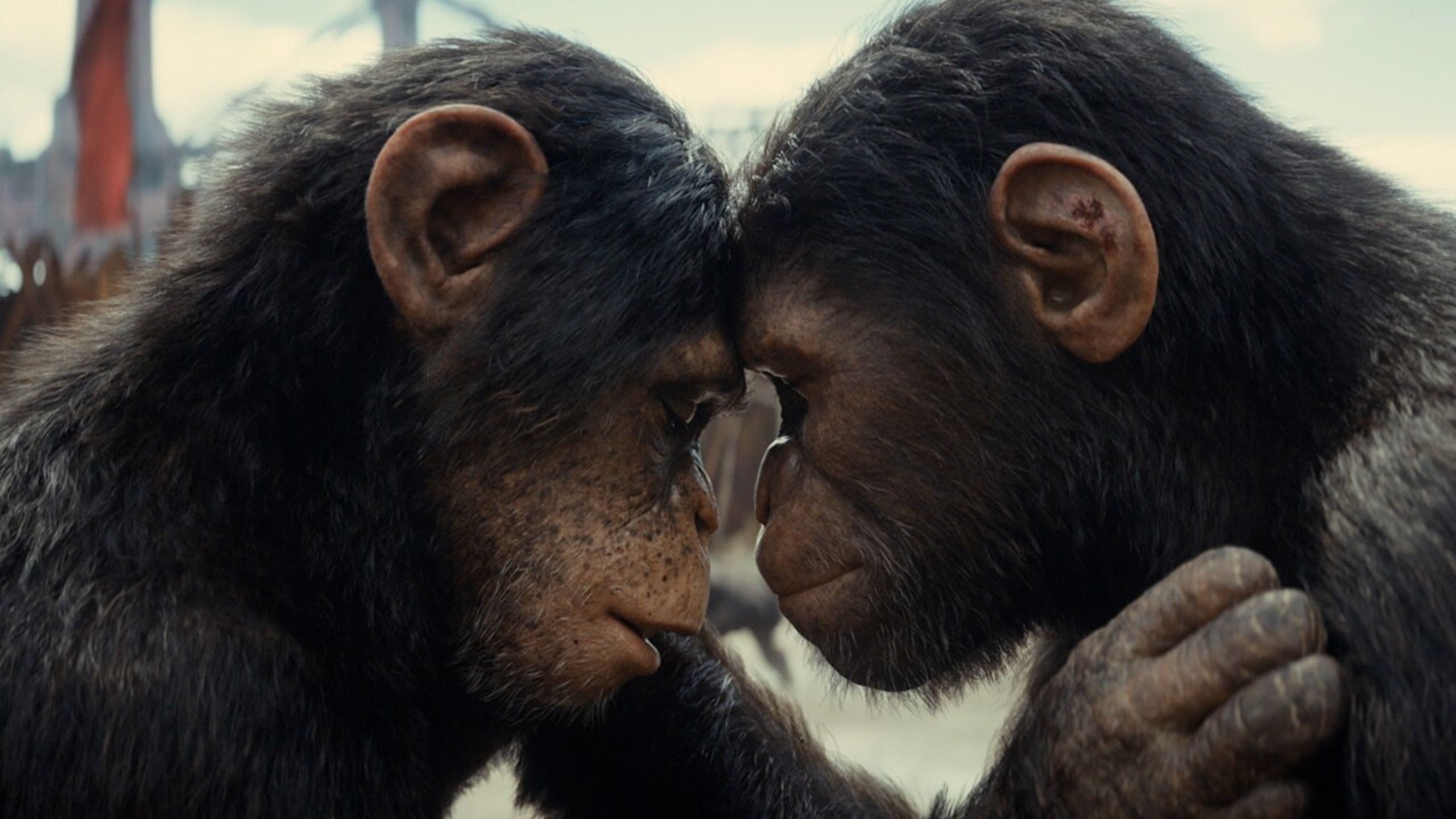 Soona and Noa embracing in Kingdom of the Planet of the Apes